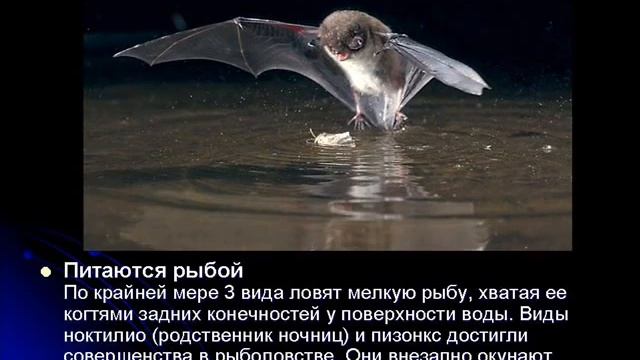 Летучие мыши.wmv