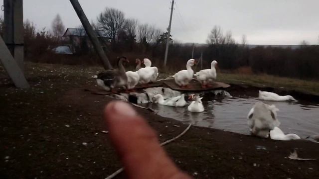 Холмогорские гуси !!! смотреть онлайн