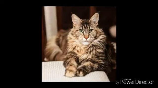 О породе кошек мейн кун смотреть онлайн