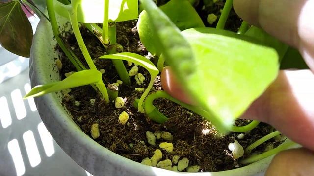 Филодендрон сканденс Лемон лайм смотреть онлайн