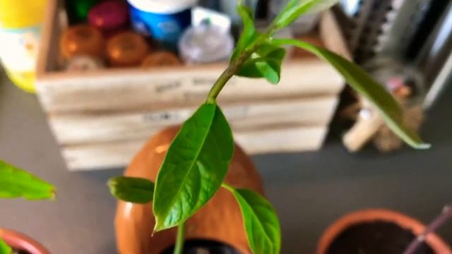 Авокадо из косточки. Как вырастить. Обрезка и формирование. смотреть онлайн