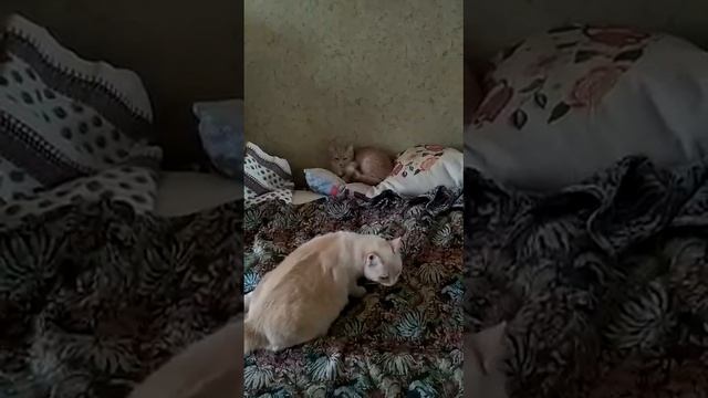 VID-20230123-WA0026.mp4 смотреть онлайн