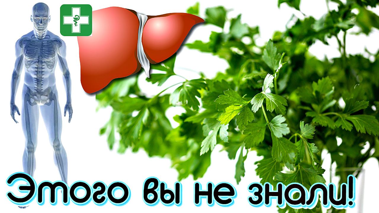 Вся правда о пользе петрушки. Польза петрушки для организма смотреть онлайн