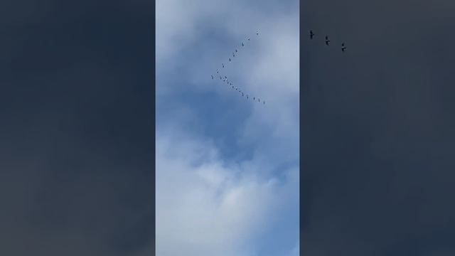 Гуси улетают косяком в тёплые края на юг смотреть онлайн