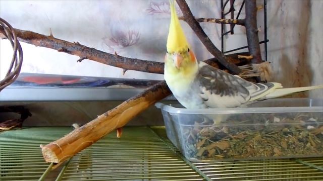 Реакция попугаев Бони и Яши на выпавшее перо. смотреть онлайн