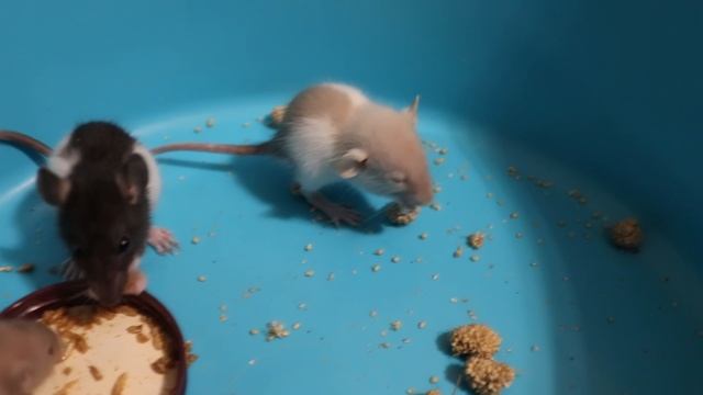 МАЛЕНЬКИЕ КРЫСЯТА КУШАЮТ ГАММАРУС :) смотреть онлайн