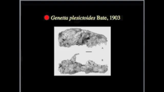 Evolution Day 2013: Mammiferi nelle isole del Mediterraneo смотреть онлайн