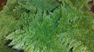 Нефролепис Даффи - пополнение коллекции папоротников)