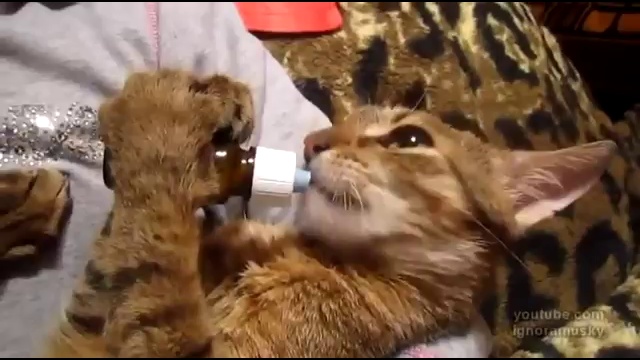 Кот и валерьянка смотреть онлайн