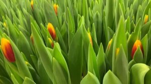 Выгонка тюльпанов на 8 Марта: обзор сортов, срезка тюльпана, упаковка и хранение цветка. Часть 2.