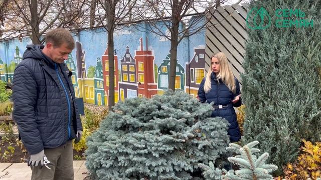 Как ухаживать за хвойными осенью! Советы профессионала смотреть онлайн
