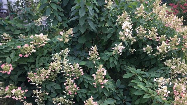 Tardiva hydrangea смотреть онлайн
