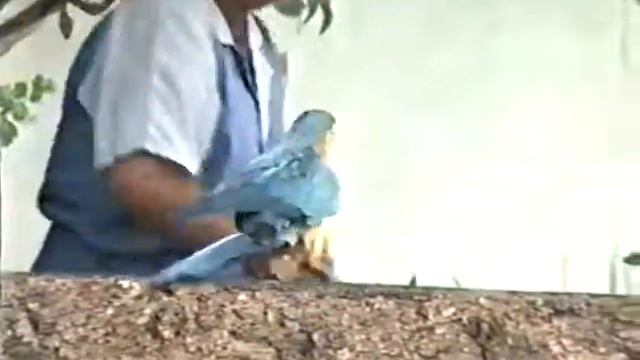 Попугай шоу смотреть онлайн