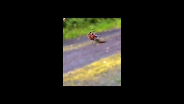 Зборник смешныех видео по маему мнению смотреть онлайн