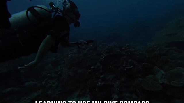 Diving with Pacific Divers in Rarotonga, Cook Islands смотреть онлайн