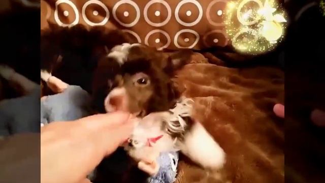Китайская Хохлатая Эльза смотреть онлайн