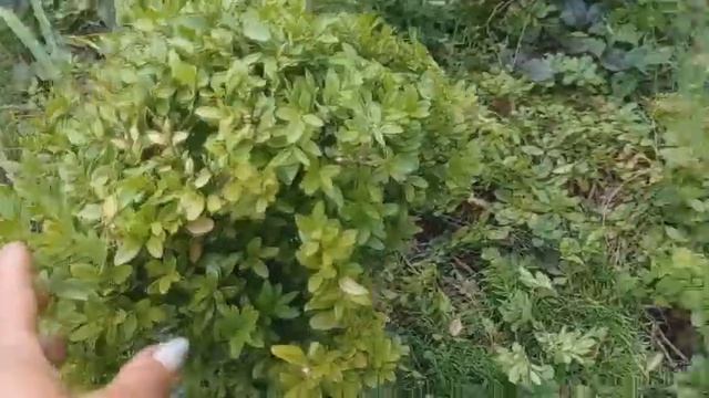 Стрижка кустарника шариком - урок смотреть онлайн