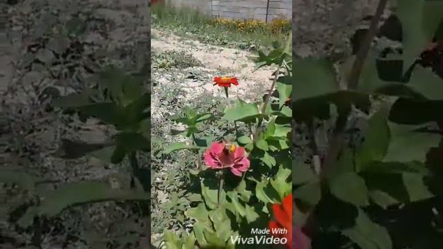 Колибри-пчелка В Чемолгане) смотреть онлайн