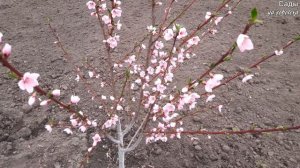 Обзор цветущего сада весной / Плодовые деревья