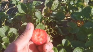 Клубника Гармония, конкурент многим сортам НСД!