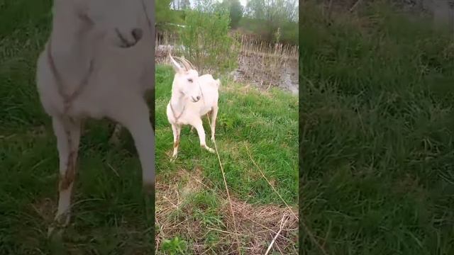 Козы 🐐 на продажу. Приезжаем - забираем: 🙂2 дойные 🥛и козлик с козочкой (альпийцы) ещё года нет. смотреть онлайн