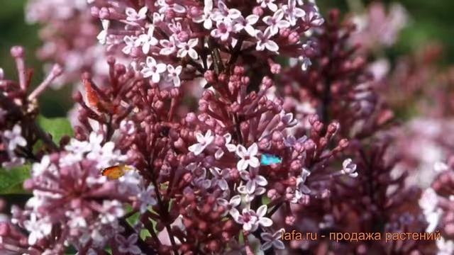 Сирень мейера Джозе (syringa meyeri) ? мейера сирень Джозе обзор: как сажать, саженцы сирени Джозе смотреть онлайн
