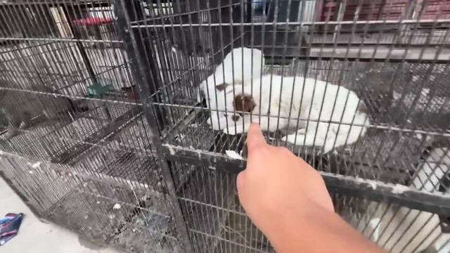 Market Me larai ho Gahi 😡 Dogs Kohi Or Ly Gea 😨 смотреть онлайн