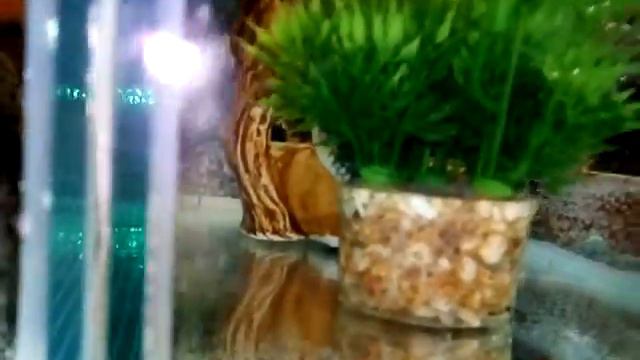 Аквариумы нерестовики смотреть онлайн