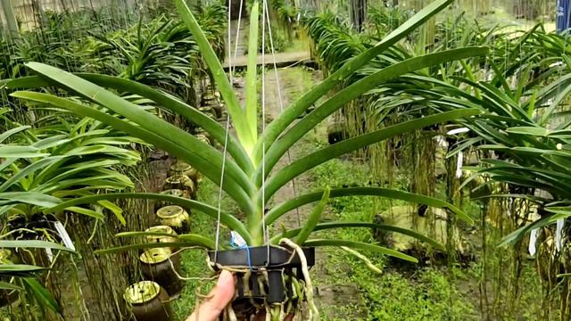 Vanda Crownfox Moonlight ( V. Tubtim x Sanderiana Light Pink ) смотреть онлайн