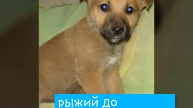 Наши собаки до и после съемок фильма.