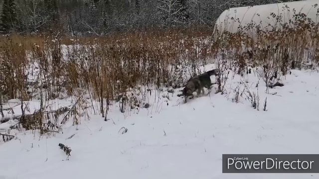 МАЛАМУТЯ ТРИКСИ И ПЕРВЫЙ СНЕГ:) смотреть онлайн