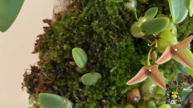 Обзор цветов на декабрь