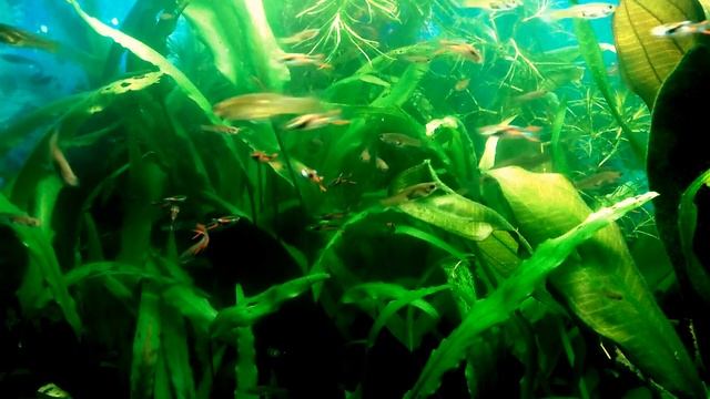 гуппи эндлера венесуэла смотреть онлайн