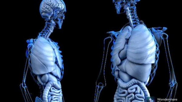 Медитация 31 часть тела 2.5 часа