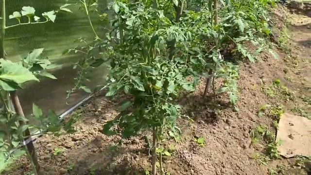 ЗЕЛЕНЬ- ЭТО ПИЩА??? Что содержит зелень? смотреть онлайн