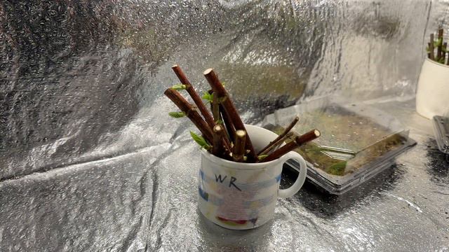 Выпуск 2 . Зимнее черенкование метельчатой гортензии зеленой почкой . смотреть онлайн