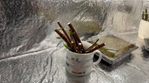 Выпуск 2 . Зимнее черенкование метельчатой гортензии зеленой почкой .