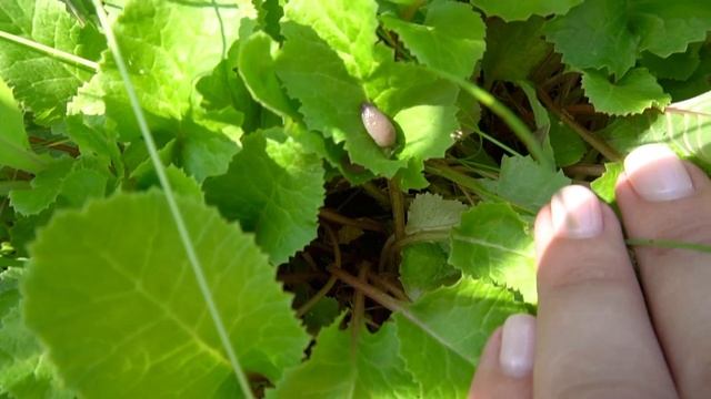 Пивная вечеринка/ Стрижка елки/ Новая клумба смотреть онлайн