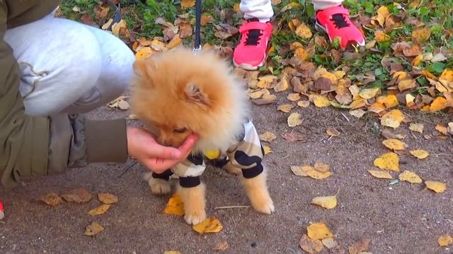 Первый раз идем гулять со своей собачкой. Маленький шпиц. 4 месяца Первая прогулка смотреть онлайн