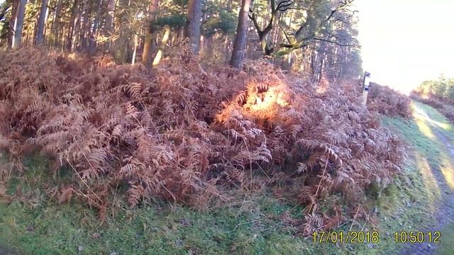 Thetford forest trails (the beast and pixie) смотреть онлайн