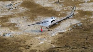 Вестники умерших: приметы о птицах