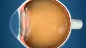 Строение глаза человека