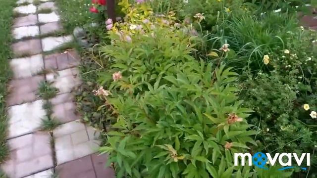 Море клубники. Синеголовник. Чуфа. смотреть онлайн