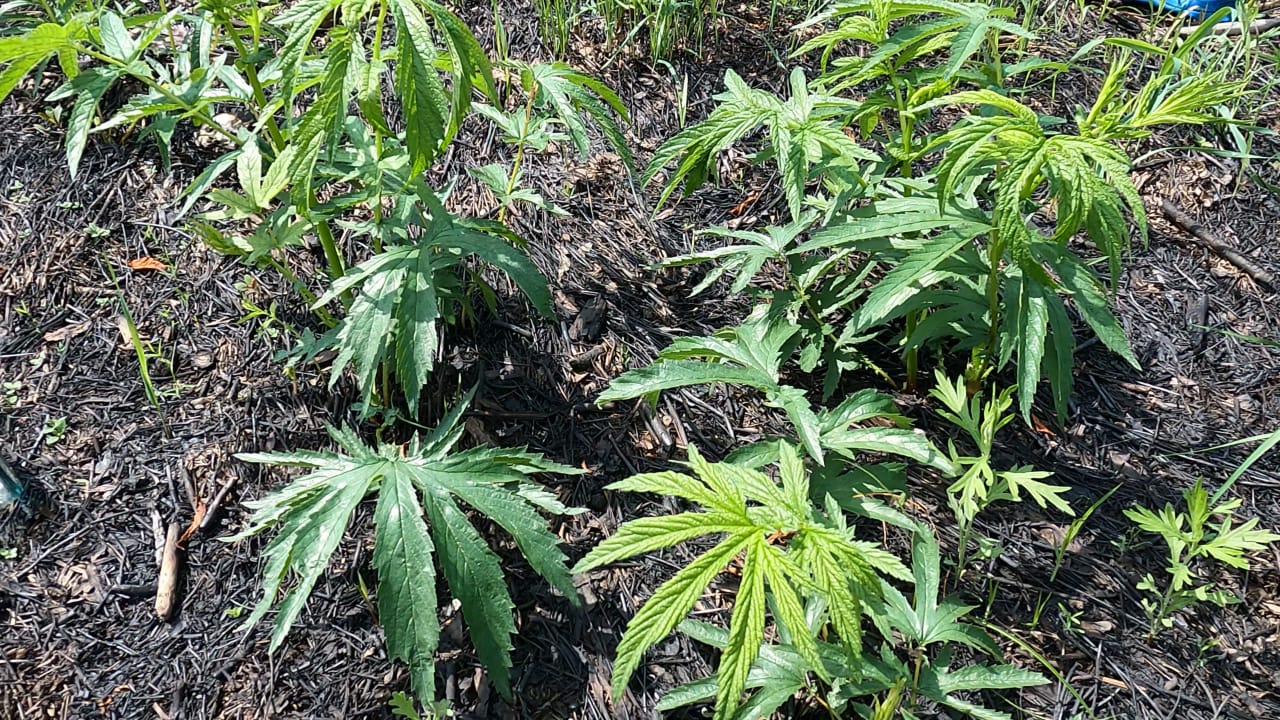 Крапива и брошенный лагерь.