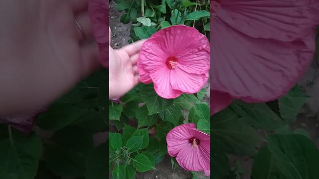 Гибискус 🌺травянистый смотреть онлайн