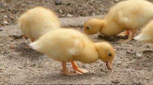 Утята: уход и кормление в домашних условиях