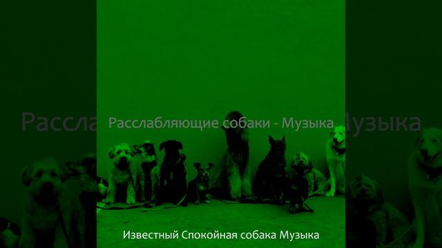 Музыка (Спящая собака)