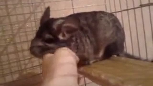 Шиншила смотреть онлайн