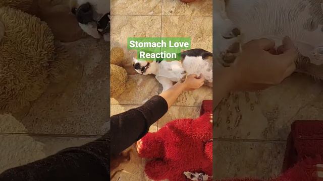 Stomach Love Reactions #beaglepuppy #beagles смотреть онлайн