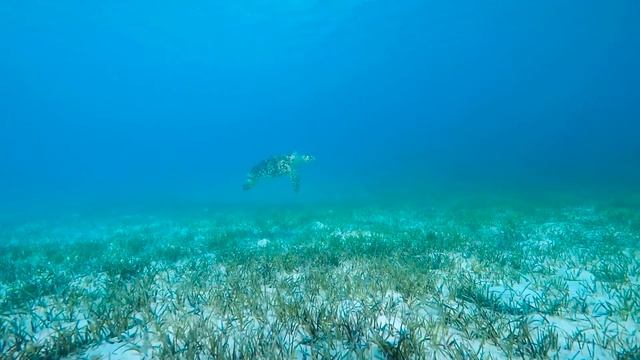 Providenciales, Turks And Caicos Snorkelling
